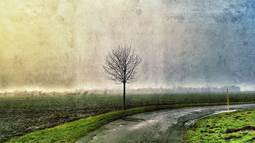 Tree in road